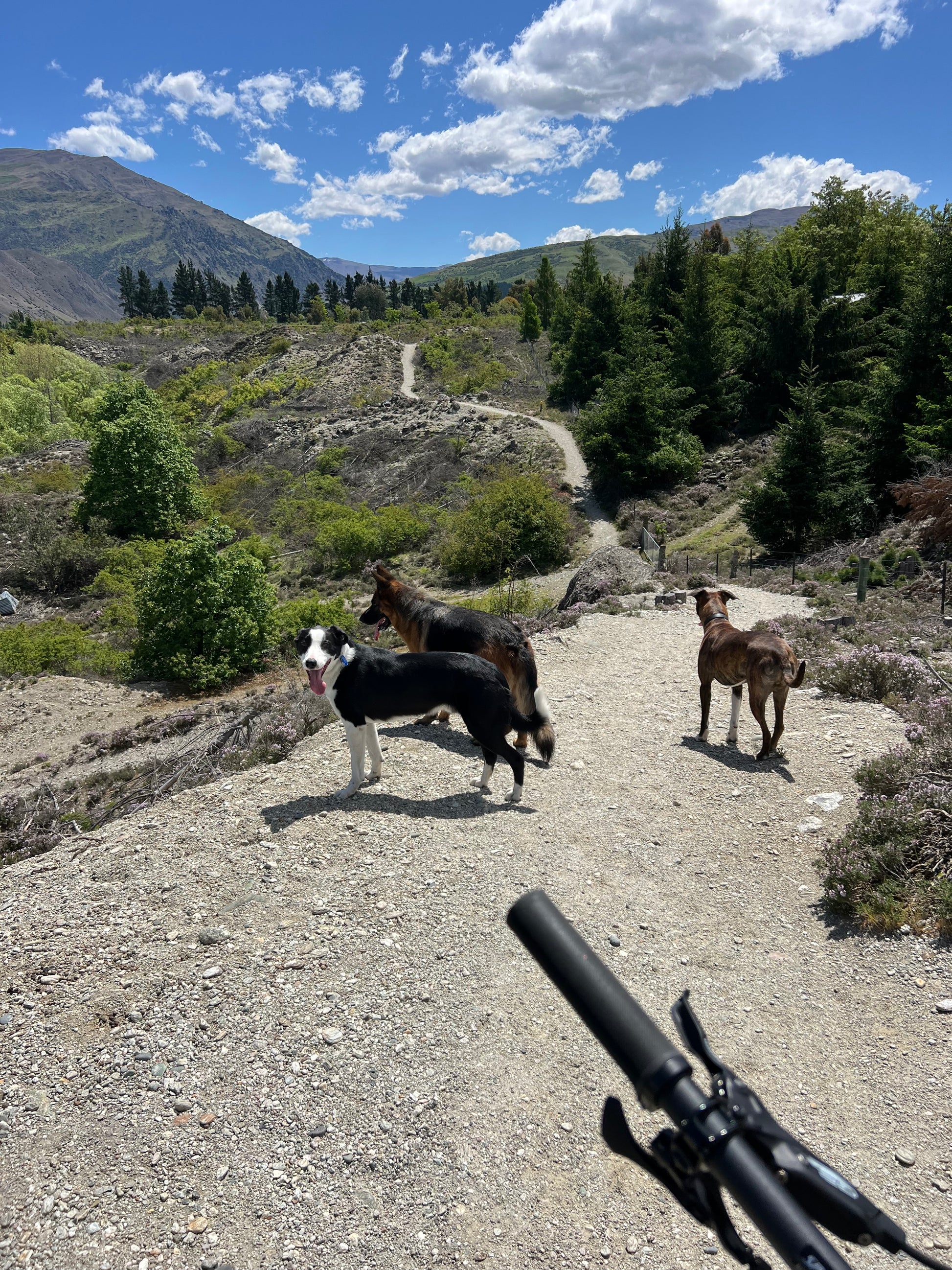 Advanced Dog Training Program