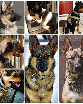 Buy the Collar or the Combo