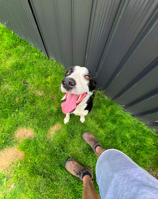 New Dog Starter Program