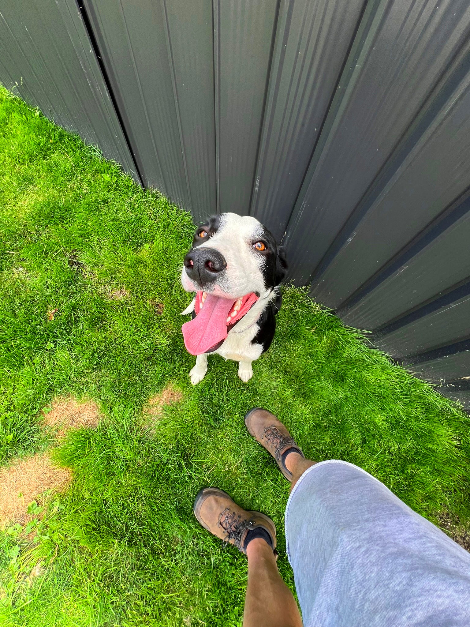 New Dog Starter Program