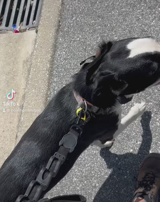 New Dog Starter Program