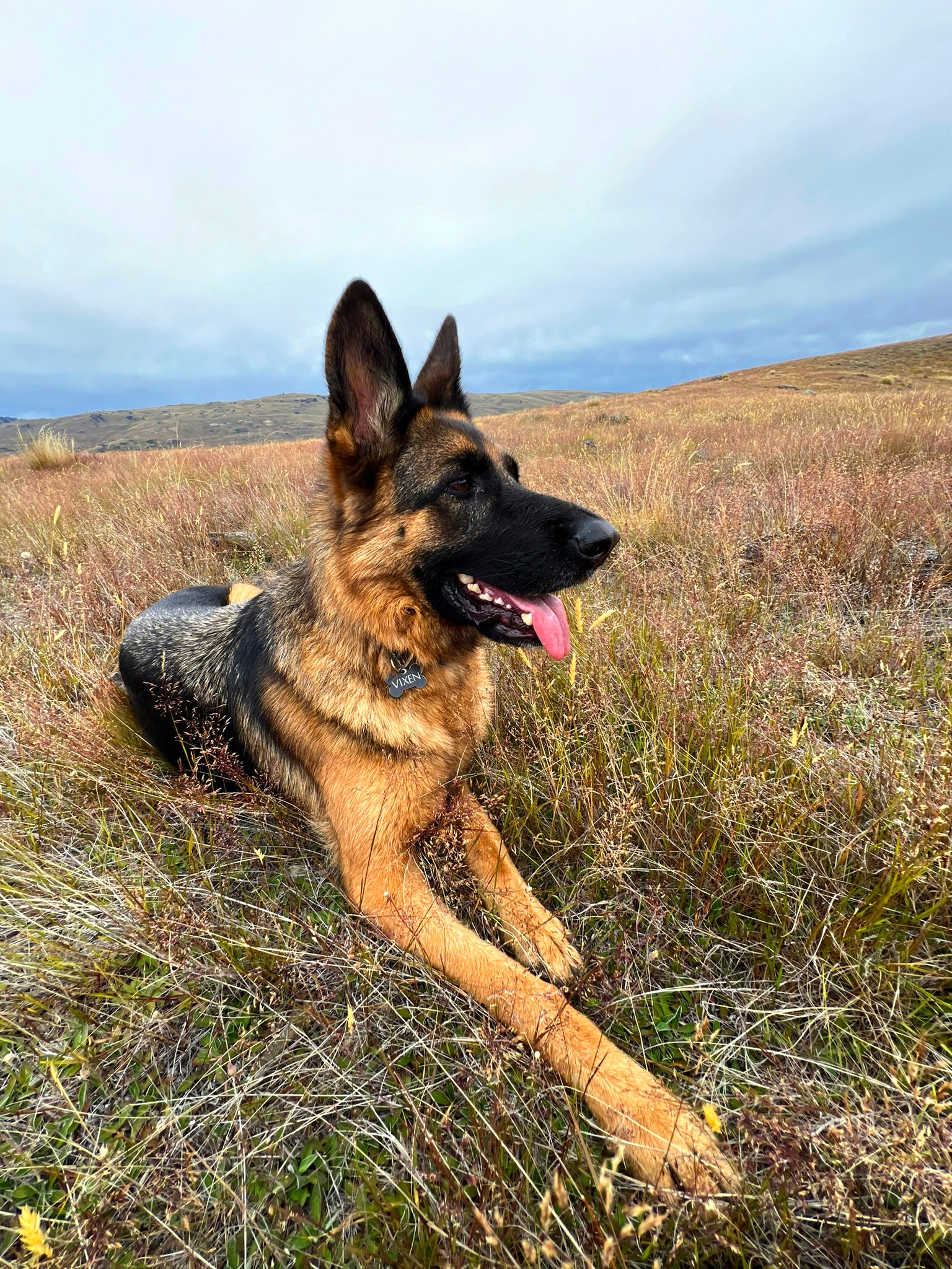 Basic Consultation Program